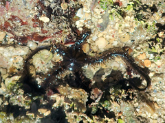 Ophiocoma scolopendrina