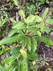 Saponaria officinalis