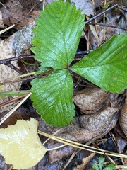 Fragaria vesca