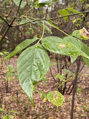 Acer negundo