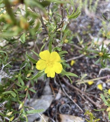 Hibbertia notibractea