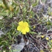 Hibbertia notibractea - Photo (c) Kelly Paterson, some rights reserved (CC BY-NC), uploaded by Kelly Paterson
