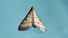 Cnaphalocrocis medinalis