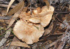 Leucopaxillus eucalyptorum