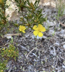 Hibbertia notibractea