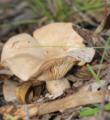 Leucopaxillus eucalyptorum