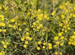 Acacia verniciflua
