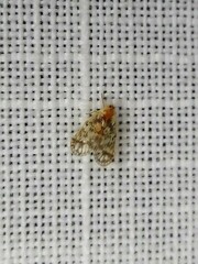 Saccharodite chrysonoe