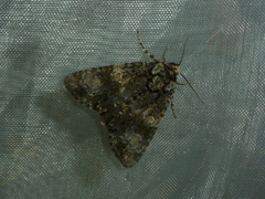 Craniophora ligustri
