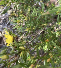 Hibbertia notibractea