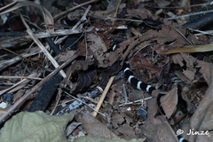 Bungarus multicinctus