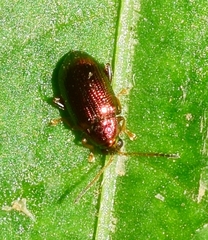 Crepidodera
