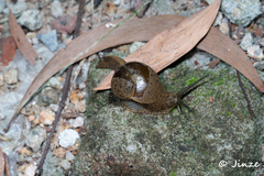 Megaustenia imperator