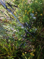 Philotheca salsolifolia