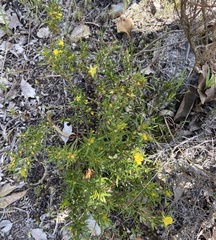 Hibbertia notibractea