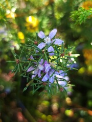 Philotheca salsolifolia