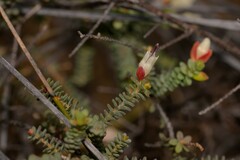 Darwinia pauciflora