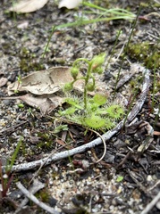 Drosera glanduligera