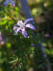 Philotheca salsolifolia