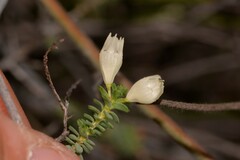 Darwinia pauciflora