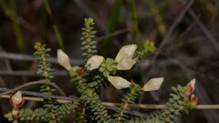 Darwinia pauciflora