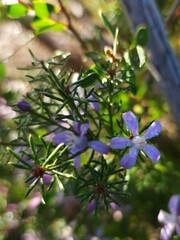 Philotheca salsolifolia