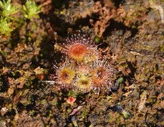 Drosera glanduligera