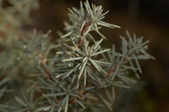 Persoonia acicularis