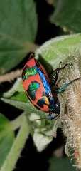 Tectocoris diophthalmus