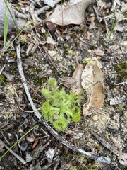 Drosera glanduligera