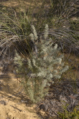 Persoonia acicularis