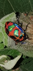 Tectocoris diophthalmus