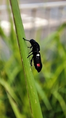 Callitettix versicolor