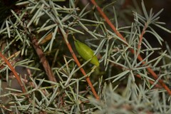 Persoonia acicularis