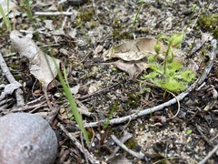 Drosera glanduligera