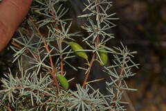 Persoonia acicularis