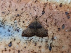 Chrysolarentia mecynata