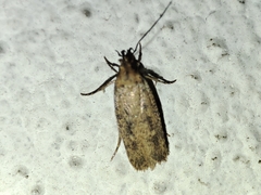 Platyedra subcinerea