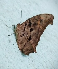 Melanitis leda