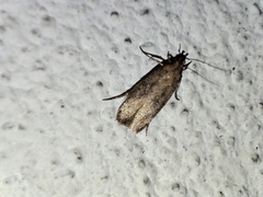 Platyedra subcinerea