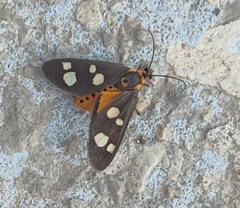 Dysauxes famula