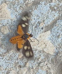 Dysauxes famula