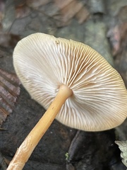 Gymnopus