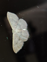 Idaea eugeniata