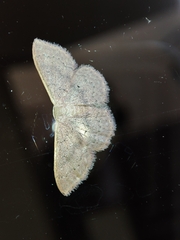 Idaea eugeniata