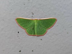 Chlorocoma cadmaria