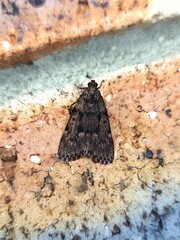 Mimaglossa nauplialis