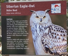 Bubo bubo sibiricus