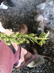 Epipactis helleborine
