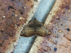 Chrysolarentia mecynata